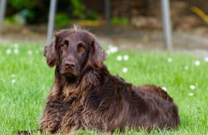 Pet insurance | Lifetime cover and multi | Cheap and best | Compare | Quotes Pet insurance